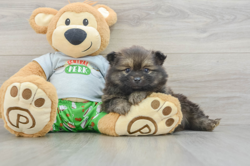 7 week old Pomeranian Puppy For Sale - Puppy Love PR
