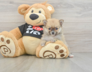 8 week old Pomeranian Puppy For Sale - Puppy Love PR