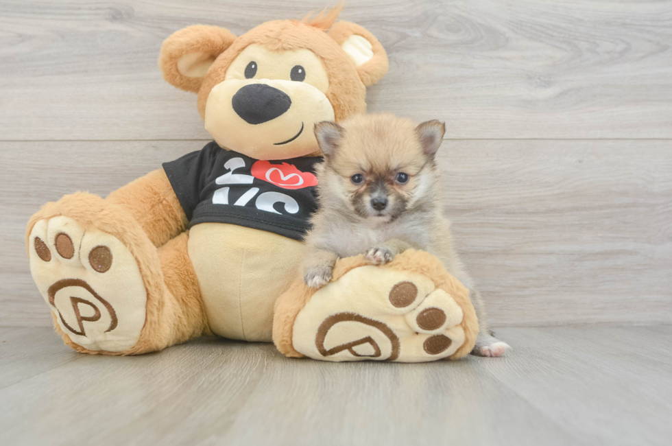 6 week old Pomeranian Puppy For Sale - Puppy Love PR