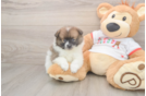 Best Pomeranian Baby