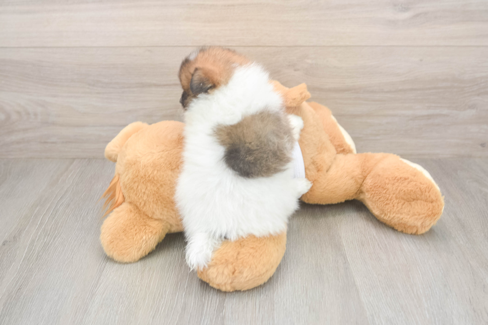 Pomeranian Puppy for Adoption