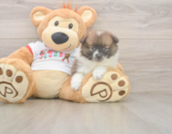 8 week old Pomeranian Puppy For Sale - Puppy Love PR