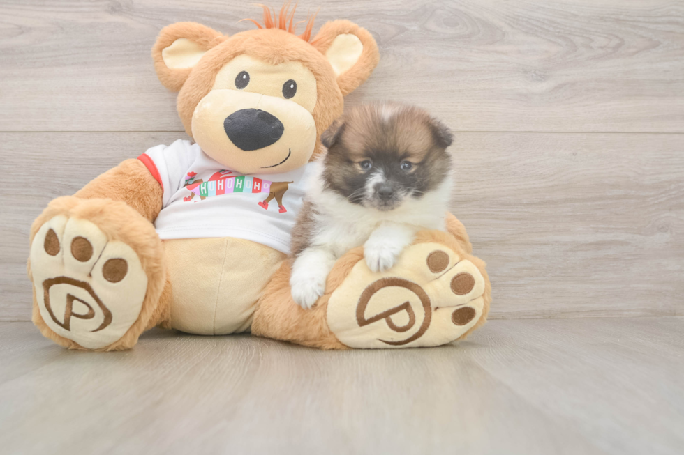 Pomeranian Pup Being Cute