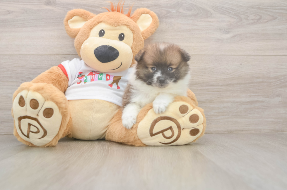5 week old Pomeranian Puppy For Sale - Puppy Love PR