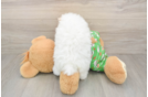 Best Pomeranian Baby