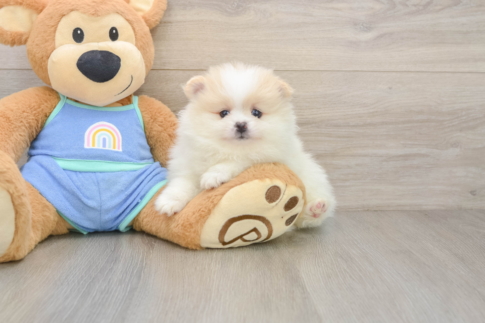 Pomeranian Puppy for Adoption