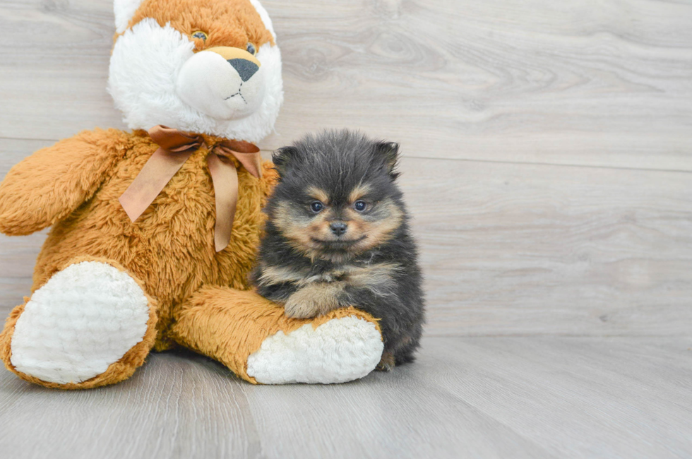 6 week old Pomeranian Puppy For Sale - Puppy Love PR