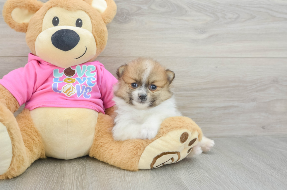 6 week old Pomeranian Puppy For Sale - Puppy Love PR