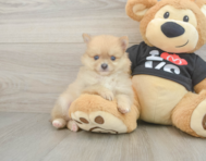 7 week old Pomeranian Puppy For Sale - Puppy Love PR
