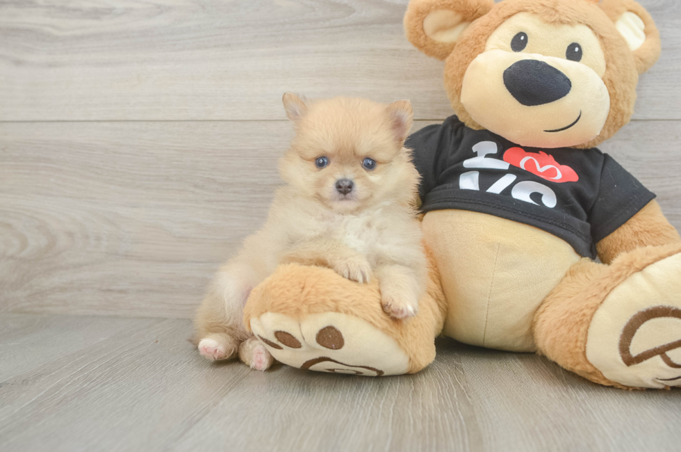 6 week old Pomeranian Puppy For Sale - Puppy Love PR