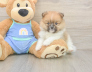 5 week old Pomeranian Puppy For Sale - Puppy Love PR