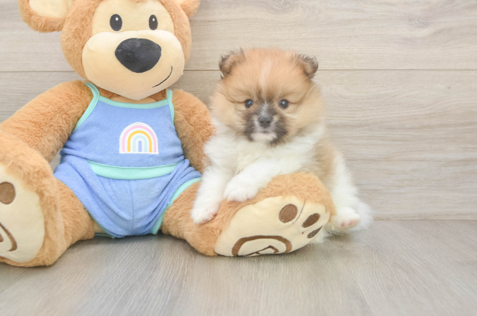 5 week old Pomeranian Puppy For Sale - Puppy Love PR