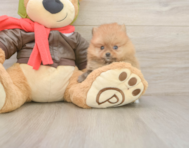 7 week old Pomeranian Puppy For Sale - Puppy Love PR