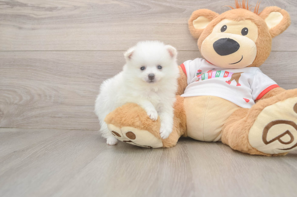5 week old Pomeranian Puppy For Sale - Puppy Love PR