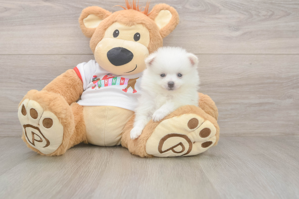 Little Pomeranian Baby