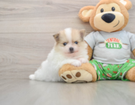 8 week old Pomeranian Puppy For Sale - Puppy Love PR