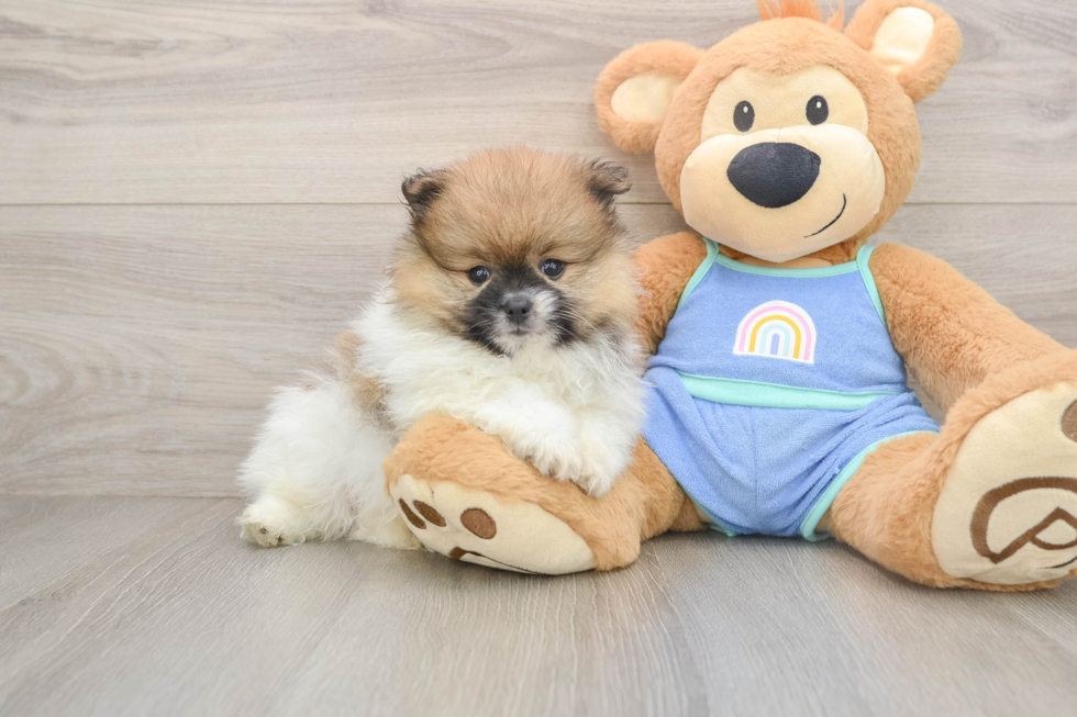Energetic Pom Purebred Puppy