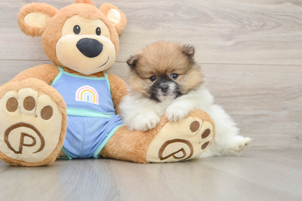 Petite Swergspitz Purebred Puppy