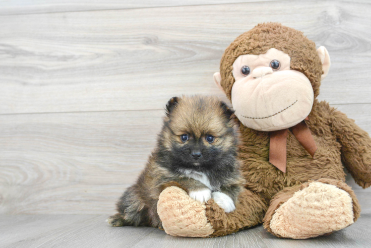 Meet Falco - our Pomeranian Puppy Photo 1/3 - Puppy Love PR Best Pomeranian Baby