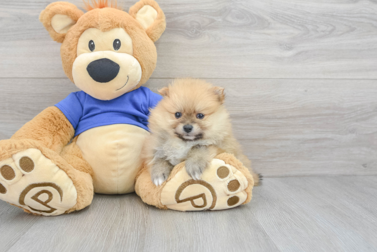 Meet Falco - our Pomeranian Puppy Photo 1/3 - Puppy Love PR Best Pomeranian Baby