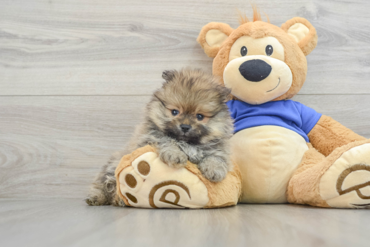 Meet Falco - our Pomeranian Puppy Photo 1/3 - Puppy Love PR Fluffy Pomeranian Purebred Puppy