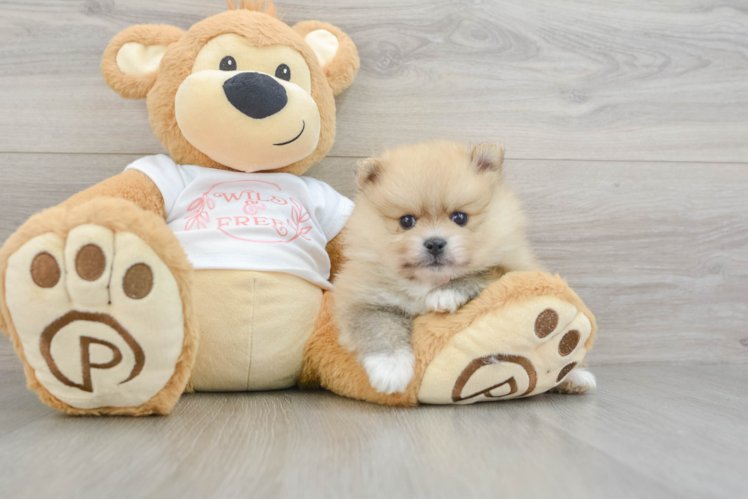 Friendly Pomeranian Purebred Pup