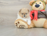 7 week old Pomeranian Puppy For Sale - Puppy Love PR