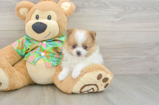 Playful Pomeranian Baby