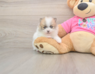 6 week old Pomeranian Puppy For Sale - Puppy Love PR
