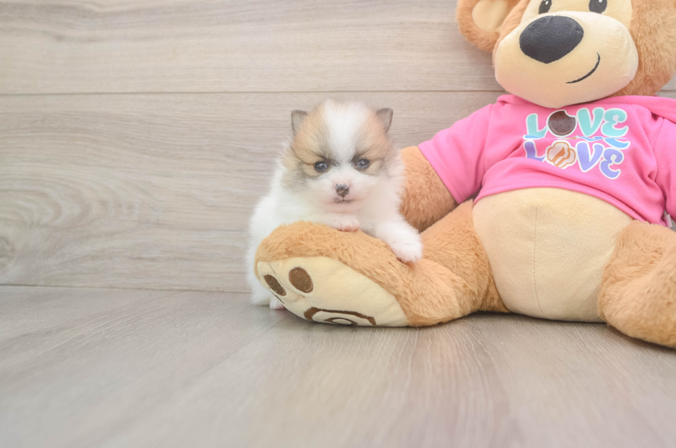 6 week old Pomeranian Puppy For Sale - Puppy Love PR