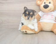 8 week old Pomeranian Puppy For Sale - Puppy Love PR