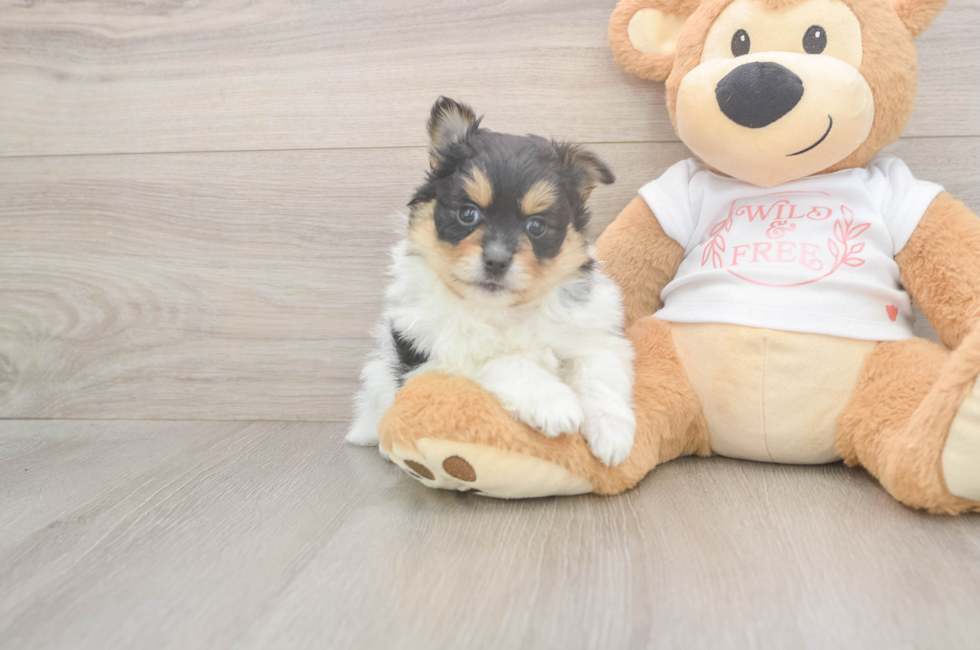 6 week old Pomeranian Puppy For Sale - Puppy Love PR
