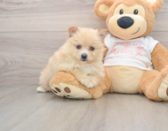 6 week old Pomeranian Puppy For Sale - Puppy Love PR