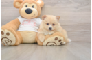 Pomeranian Pup Being Cute