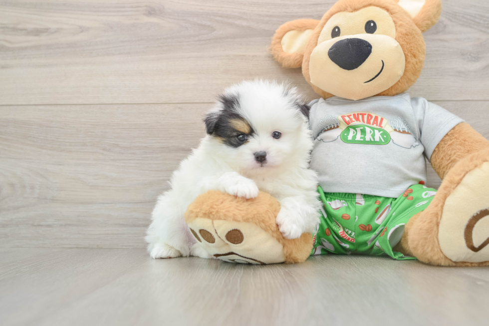 Petite Pom Pom Purebred Puppy