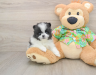 9 week old Pomeranian Puppy For Sale - Puppy Love PR