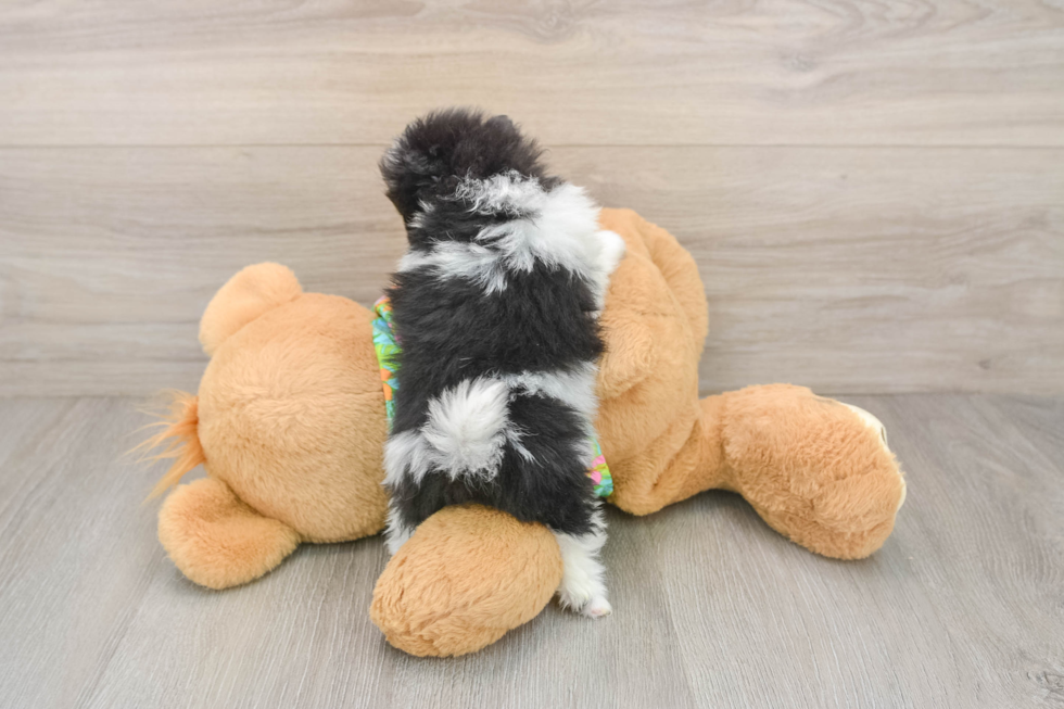 Best Pomeranian Baby