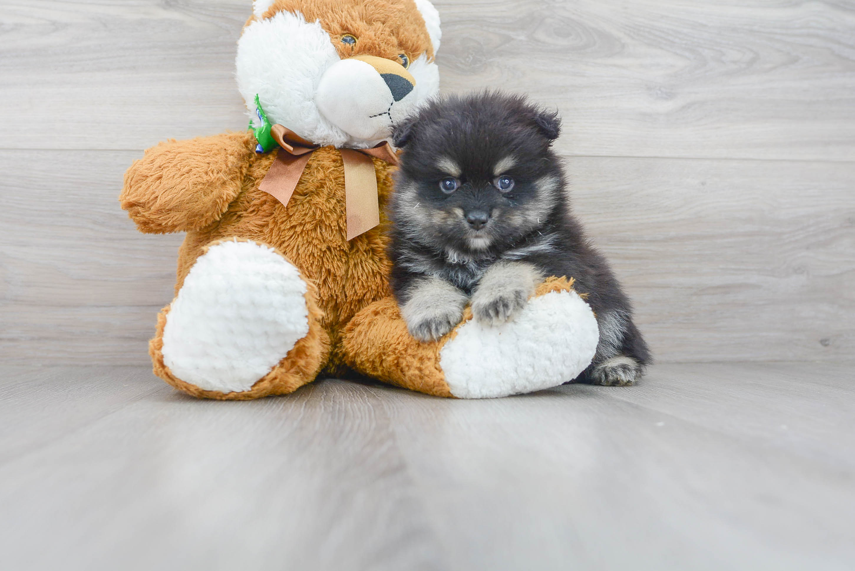 Bear cheap pomeranian puppies