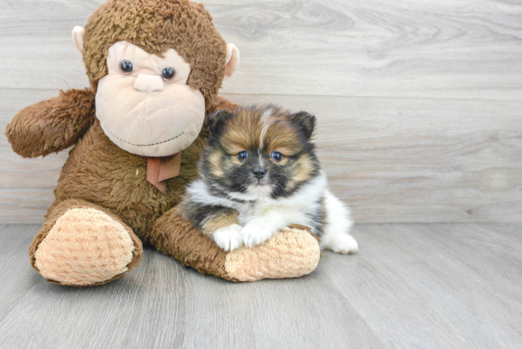 Meet Falco - our Pomeranian Puppy Photo 1/3 - Puppy Love PR Pomeranian Pup Being Cute