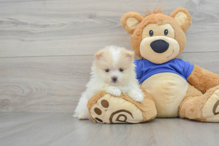 Meet Fantasia - our Pomeranian Puppy Photo 1/3 - Puppy Love PR Best Pomeranian Baby