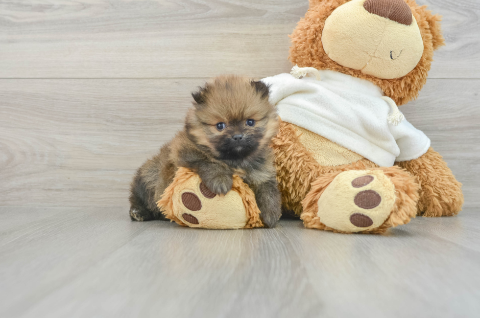 5 week old Pomeranian Puppy For Sale - Puppy Love PR