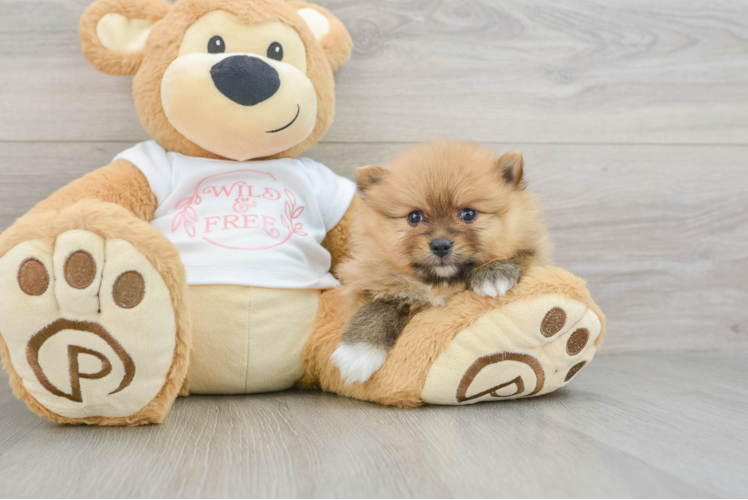 Akc Registered Pomeranian Baby