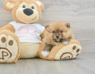 8 week old Pomeranian Puppy For Sale - Puppy Love PR