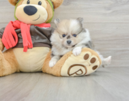 7 week old Pomeranian Puppy For Sale - Puppy Love PR