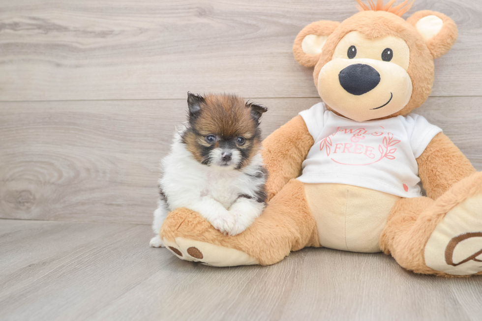 Hypoallergenic Pomeranian Purebred Pup