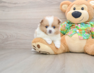 5 week old Pomeranian Puppy For Sale - Puppy Love PR