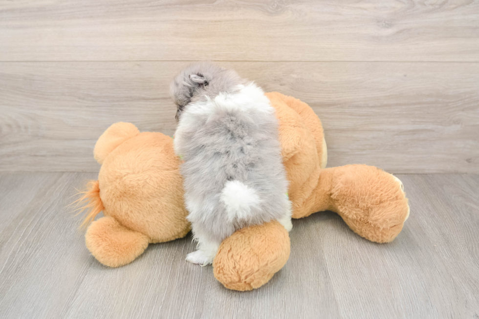 Best Pomeranian Baby