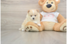 Happy Dwarf Spitz Purebred Puppy