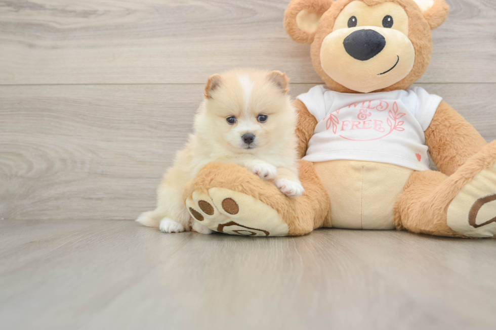 Happy Dwarf Spitz Purebred Puppy