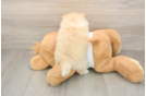 Fluffy Swergspitz Purebred Puppy